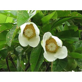                       HERBALISM Dillenia Indica Two Year Plant Elephant Apple                                              