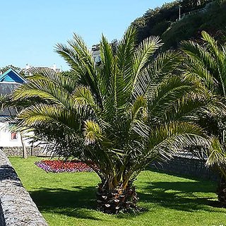                       HERBALISM Canariensis Canary Palm Tree Plant                                              