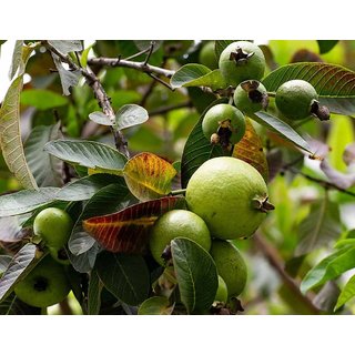                       HERBALISM Guava Tree Amrud Psidium guajava Plant                                              