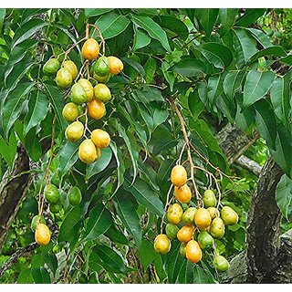                       HERBALISM Spondias pinnata Ambada plant                                              