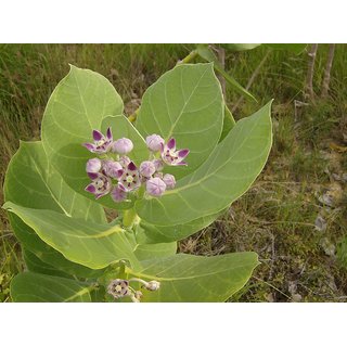                       HERBALISM calotropis procera sapling plant rubber bush apple of sodom french cotton family of calotropis gigantea                                              