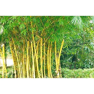                       HERBALISM Bamboo Plant                                              