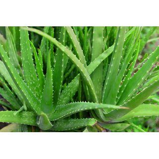                       HERBALISM Aloe vera 4 month old sapling plants, aloe vera, aloe                                              