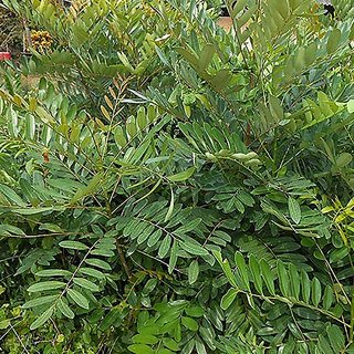                       HERBALISM Bitterwood Lakshmi taru simarouba glauca living plant in poly bag.                                              