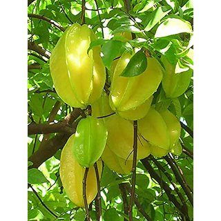                       HERBALISM Averrhoa Carambola Star Fruit Living Plant                                              