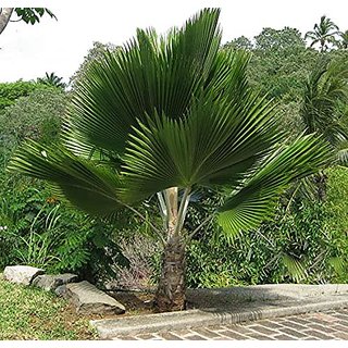                       HERBALISM licuala spinosa Palm plant                                              