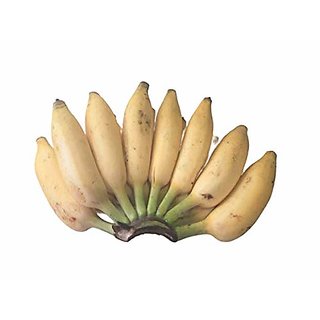                       HERBALISM Rare Variety Elakki Banana Live Plant Rhizome plant (Not Tissue culture plant)                                              