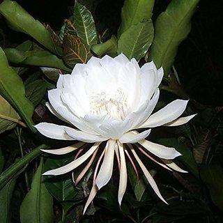                       HERBALISM Brahma Kamal Queen Of The Night Flowering Plants(Healthy Live Plant 1)                                              
