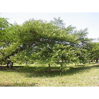                       HERBALISM Acacia polyacantha                                              