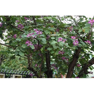                       HERBALISM Bauhinia purpurea                                              