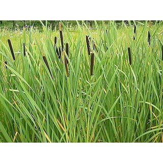 HERBALISM Typha latifolia Broadleaf Reedmace Broadleaf Cattail Bulrush HERBALISM Typha latifolia Broadleaf Reedmace Broadleaf Cattail Bulrush