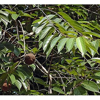                      HERBALISM Hydnocarpus kurzii Chaimugura plant                                              
