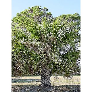                       HERBALISM Cabbage Palm plant                                              