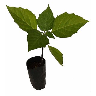                       White Datura Plant 60 Seed Herb Seed                                              