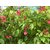 HERBALISM jatropha pandurifolia red