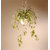 DAIVISH - Live Spider / Chlorophytum comosum Beautiful Plants For Home  Gardening - Healthy Live 1 Plant