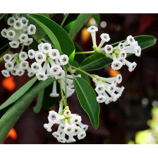DAIVISH   Day Blooming Jasmine Beautiful White  Flower Plant - Healthy Live 1 Plant