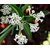 DAIVISH   Day Blooming Jasmine Beautiful White  Flower Plant - Healthy Live 1 Plant