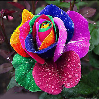 Seeds-5 Rare Beautiful Rainbow Rose - Multicolor Rose - High Quality