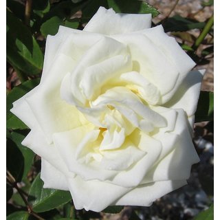 DAIVISH  Desi White Rose Beautiful  Charming Flower Plant - Healthy Live 1 Plant