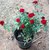 DAIVISH  Desi Red Rose Beautiful  Charming Flower Plant - Healthy Live 1 Plant