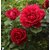 DAIVISH  Desi Red Rose Beautiful  Charming Flower Plant - Healthy Live 1 Plant