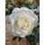DAIVISH  Desi White Rose Beautiful  Charming Flower Plant - Healthy Live 1 Plant