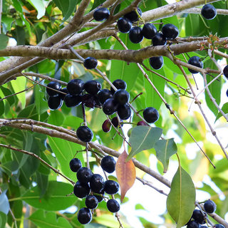                       HERBALISM Java Plum Jam Jamun Jambolan Black Plum Syzygium Cumin Living Plant.                                              