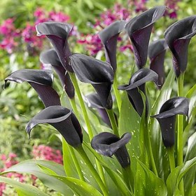 Live Calla Lilly Black Flower Plant For Home And Garden - Healthy Live 1 Plant