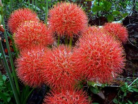 Live Football Lily, Haemanthus Multiflorus, Blood Lily Beautiful Flower Plant