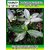 ROOKHRAJ PAUDHSHALA Gular Live Plant,Ficus Racemosa, Cluster Fig Fruit Plant