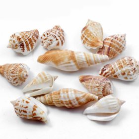 madkraft Tiny Miniature Fairy Garden Beach Critter Seashells (Only Shankh) Marine Life Collection for Art  Craft Projec