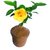 ROOKHRAJ PAUDHSHALA Yellow Hibiscus Flower Plant,Yellow Gudhal Plant Or Hibiscus Rosa Yellow Plant