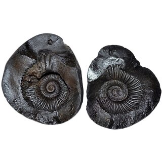                       KESAR ZEMS Natural With Energised Laxmi Narayan Shaligram A Holy Stone For worship/ Home, Office Decoration, Color- Blac                                              