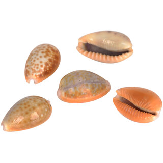                       KESAR ZEMS Natural Sea Shell Stone Kaudi/Kodi/Cowry For Art And Crafts/Table Decoration  Pooja Ornaments 2.5 x 1.5 x 1                                              