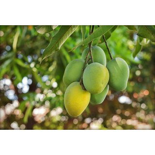 Buy Raspuri Mango Live Grafted Plant. R78 Online @ ₹229 from ShopClues