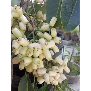 Buy DAIVISH Live Indian White Jamun Fruit Plant For Home Garden