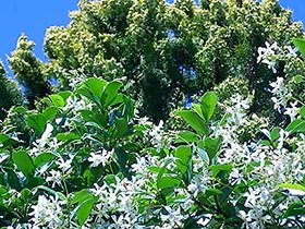 HERBALISM Har Singar Shefali Parijat Sewali Paarijatam Nyctanthes arbor-tristis living plant.