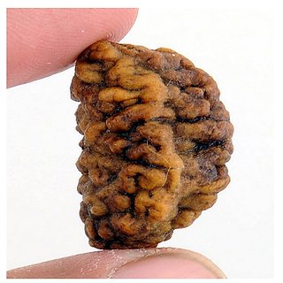 JAIPUR GEMSTONE-100% Certified Natural Genuine Rudraksha (New 1 Mukhi) JAIPUR GEMSTONE-100% Certified Natural Genuine Rudraksha (New 1 Mukhi)