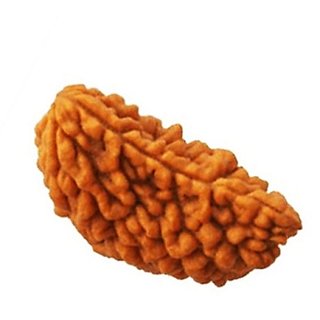 JAIPUR GEMSTONE-Ek Mukhi Rudraksha (Brown) JAIPUR GEMSTONE-Ek Mukhi Rudraksha (Brown)