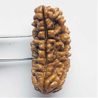 JAIPUR GEMSTONE-1/ One Mukhi Rudraksha Lab Certified Original Pure Siddha JAIPUR GEMSTONE-1/ One Mukhi Rudraksha Lab Certified Original Pure Siddha