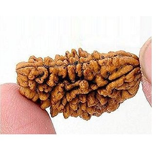                       JAIPUR GEMSTONE-1 Mukhi Rudraksha Best by Lab Certified                                              