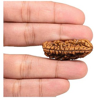 Jaipur Gemstone-1 Mukhi Rudraksha And Kuju Dana Rudraksha Pure Indonesian R