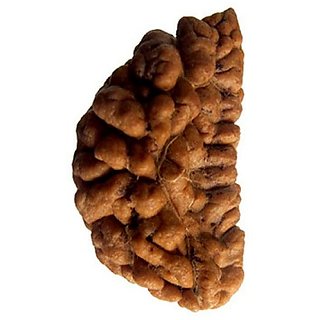                       JAIPUR GEMSTONE-1 Mukhi Rudraksha and Kuju Dana Rudraksha Superfine Beads Certified Rudraksha                                              