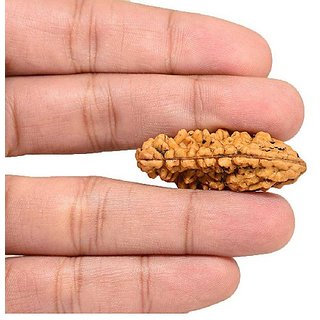 Jaipur Gemstone-natural 1 Mukhi Rudraksha With Lab Certified Kuju Dana Rudr Jaipur Gemstone-natural 1 Mukhi Rudraksha With Lab Certified Kuju Dana Rudr