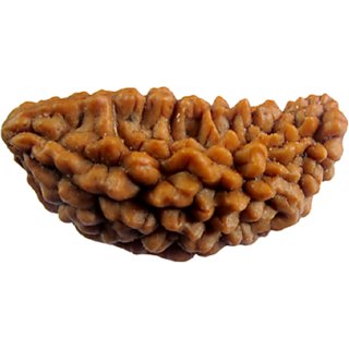 JAIPUR GEMSTONE-1 Mukhi Kuju Dana Rudraksha Original Beads JAIPUR GEMSTONE-1 Mukhi Kuju Dana Rudraksha Original Beads