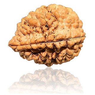 JAIPUR GEMSTONE-Kuju Dana/1 Mukhi Rudraksha Rare Beads by Lab Certified Rudraksh JAIPUR GEMSTONE-Kuju Dana/1 Mukhi Rudraksha Rare Beads by Lab Certified Rudraksh