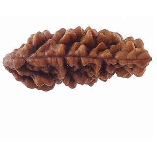                       JAIPUR GEMSTONE-1 Mukhi Himalaya Rudraksha Natural Brown Colour                                              