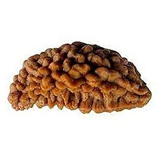                       JAIPUR GEMSTONE-1 Mukhi Kuju Dana Rudraksha Indonesian Beads Original Certified by Lab                                              