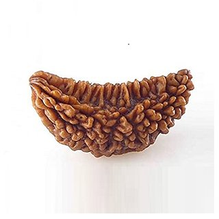 JAIPUR GEMSTONE-Original and Natural 1 Mukhi Rudraksha/One Face Rudraksha Bead Certified by Lab JAIPUR GEMSTONE-Original and Natural 1 Mukhi Rudraksha/One Face Rudraksha Bead Certified by Lab
